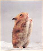 hamster