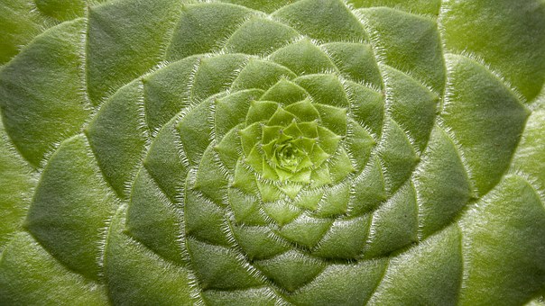 aeonium-tabuliforme