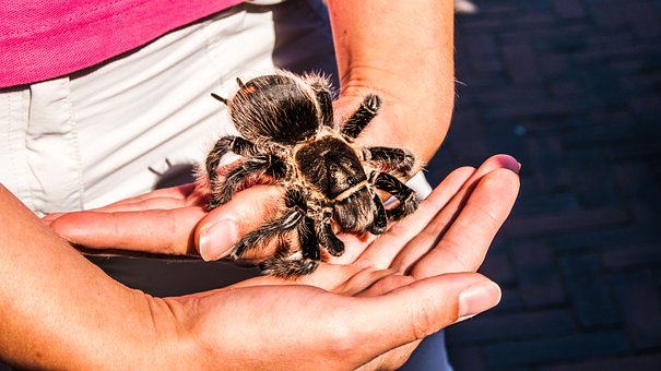 El exótico mundo de las tarántulas su danza y procedencia