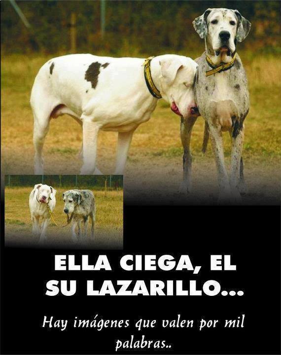 Ella ciega, el su lazarillo…