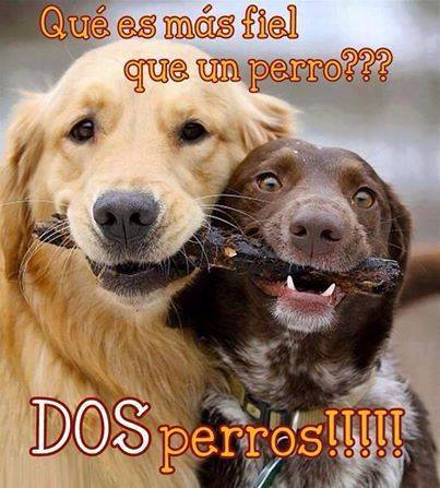 Qué es más fiel que un perro??? Dos perros !!!!