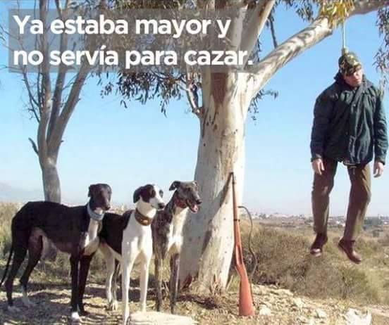 Ya estaba mayor y no servía para cazar.
