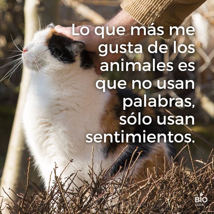 Lo que más me gusta de los animales es que no…