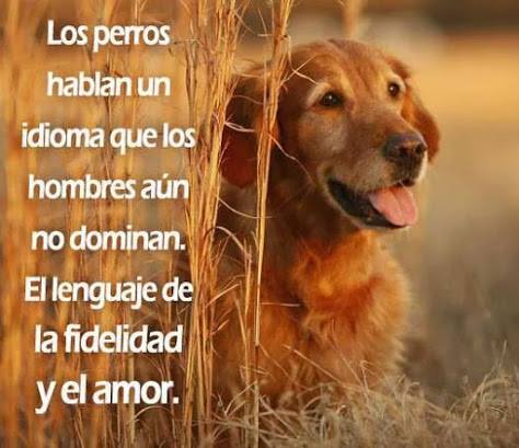 Los perros hablan un idioma que los hombres aún…