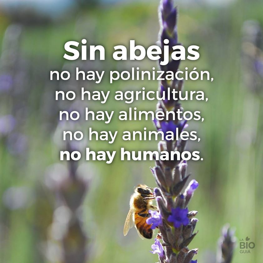 Sin abejas, no hay polinización, no hay agricultura…