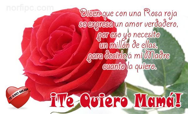 Dicen que con una Rosa roja se expresa un amor verdadero, …