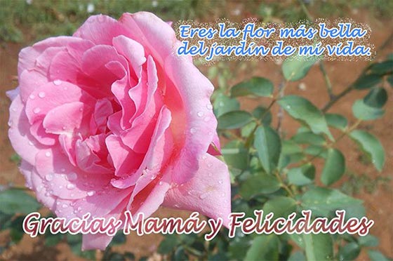 Gracias Mamá y Felicidades. Eres la flor más bella del jardín…