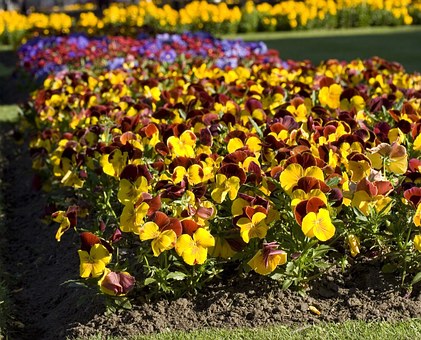 ¿Quieres hacer un macizo de flores? Aquí te damos algunas ideas