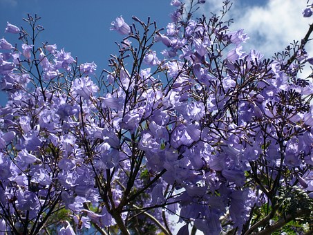 jacaranda