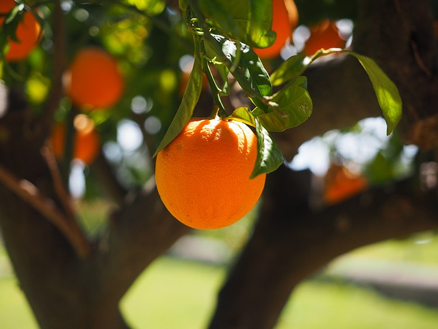 naranjo-arboles