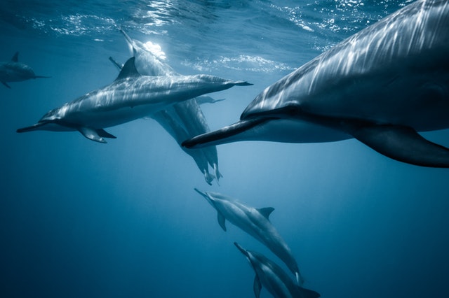 Amor eterno y Tiburón delfín, dos narraciones de Osvaldo C. Huja
