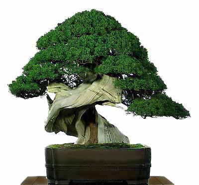 ¿Cómo es un Bonsai Bankan?