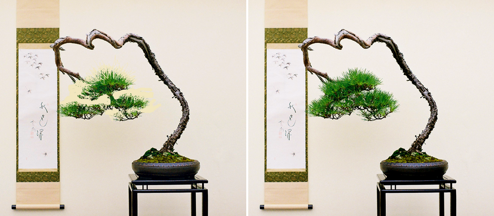 ¿Cómo es un Bonsai Bujin-Gi?