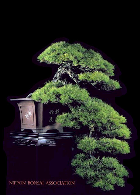 ¿Cómo es un Bonsai Gaito-Kengai?