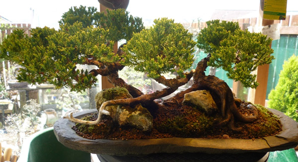 ¿Cómo es un Bonsai Ikakabuki?