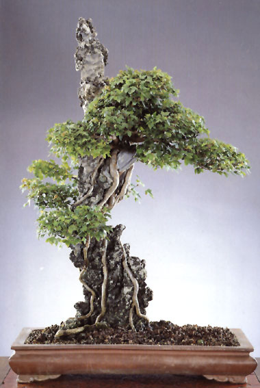 ¿Cómo es un Bonsai Ishizuki?