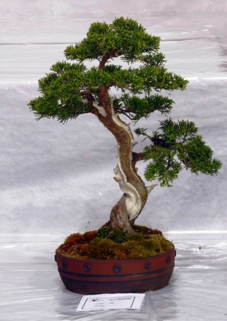 ¿Cómo es un Bonsai Nejirekan?