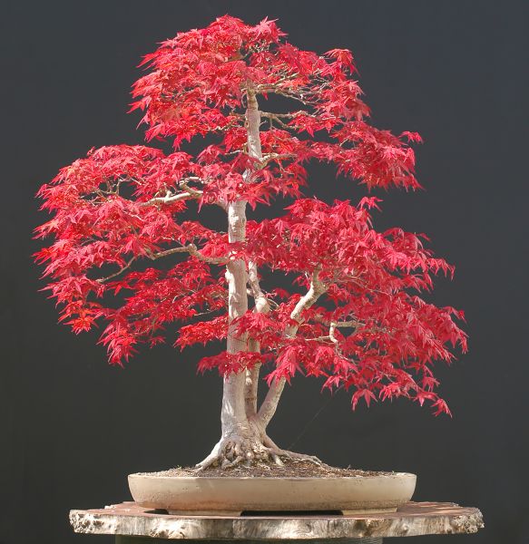 ¿Cómo es un Bonsai Sankan?