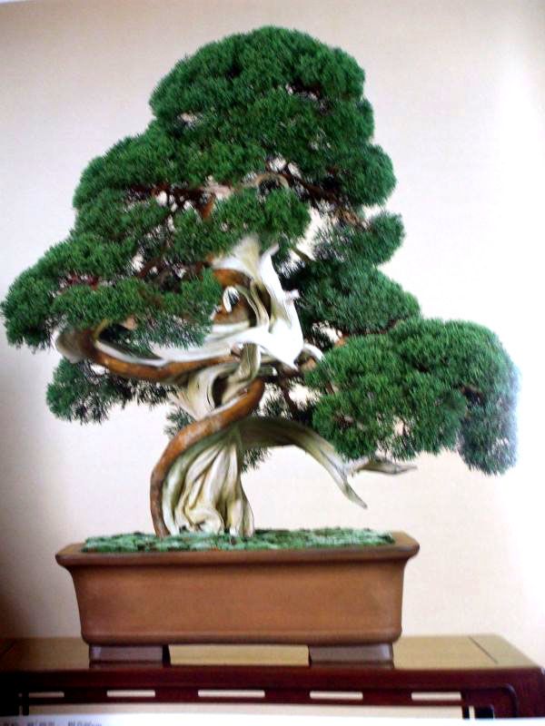 ¿Cómo es un Bonsai Sharikan?