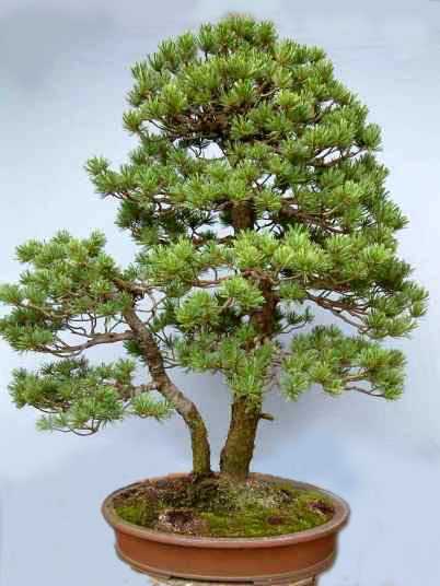 ¿Cómo es un Bonsai Sojukan?