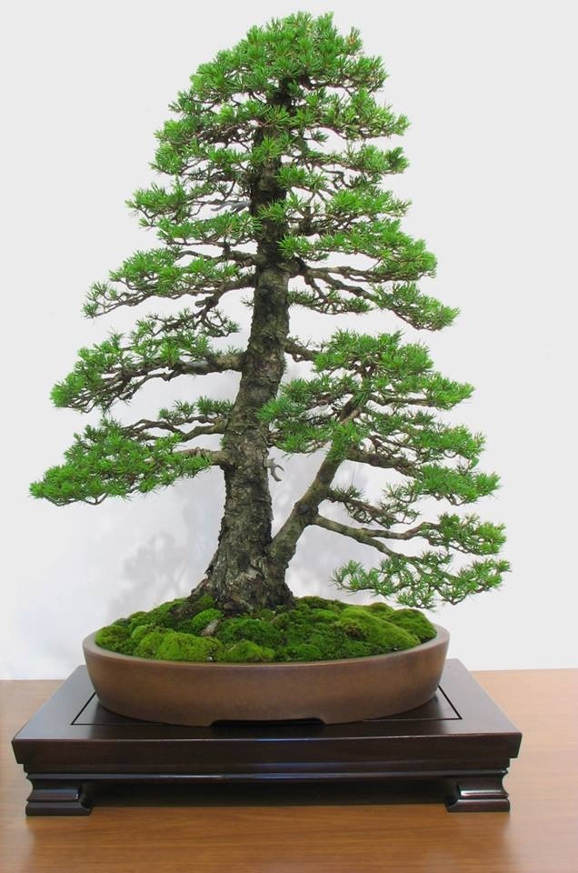 ¿Cómo es un Bonsai Sokan?