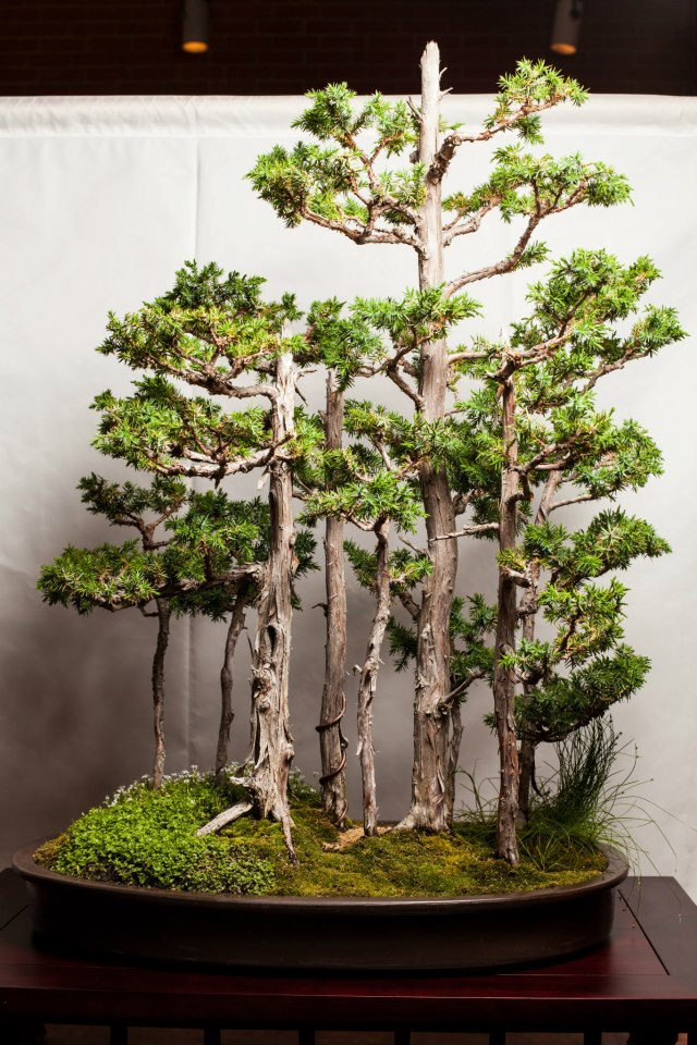¿Cómo es un Bonsai Yoseue?