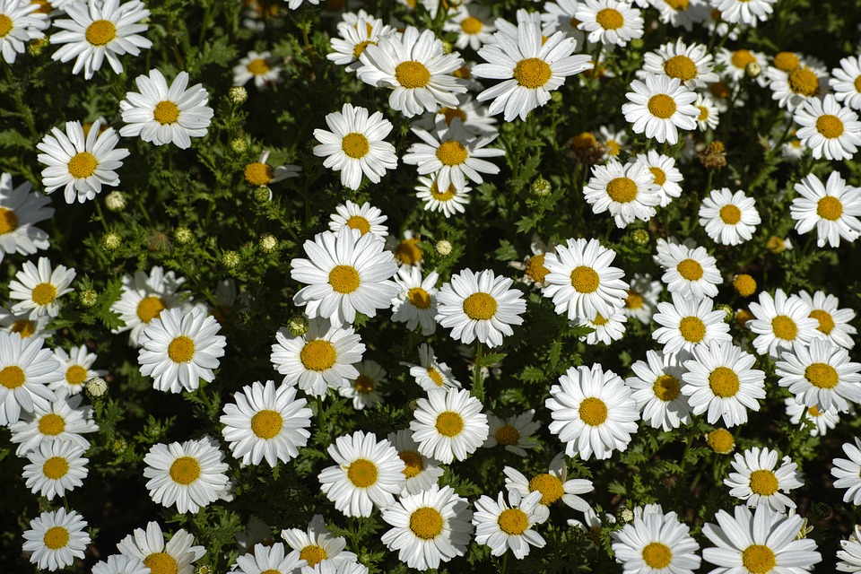 ¿Cómo utilizar hierbas para sustituir el césped del Jardín?