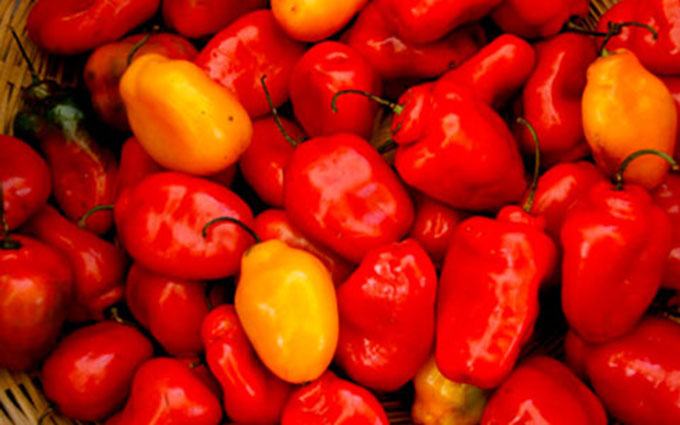 Ají de Rocoto o Locoto alimento