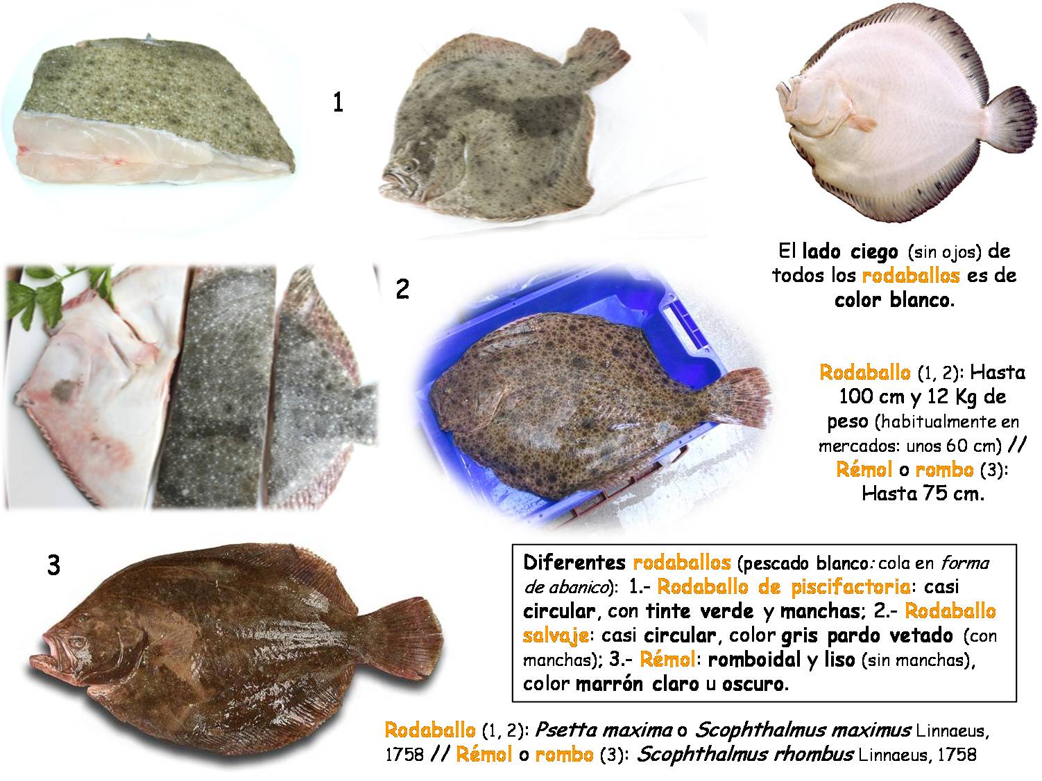 Que es el Turbot o Rodaballo
