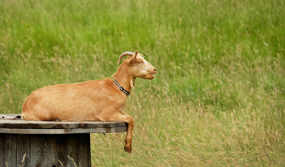 ¿Cómo son las Personas del signo de la Cabra?