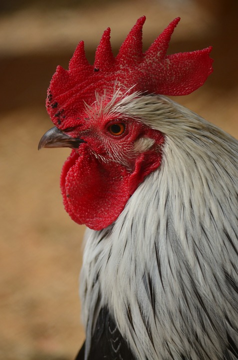 El gallo en el Horoscopo Chino ¿Como es su personalidad?