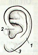 Puntos de Auriculoterapia