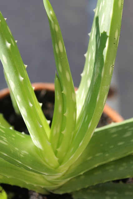 Aloe Vera para la piel