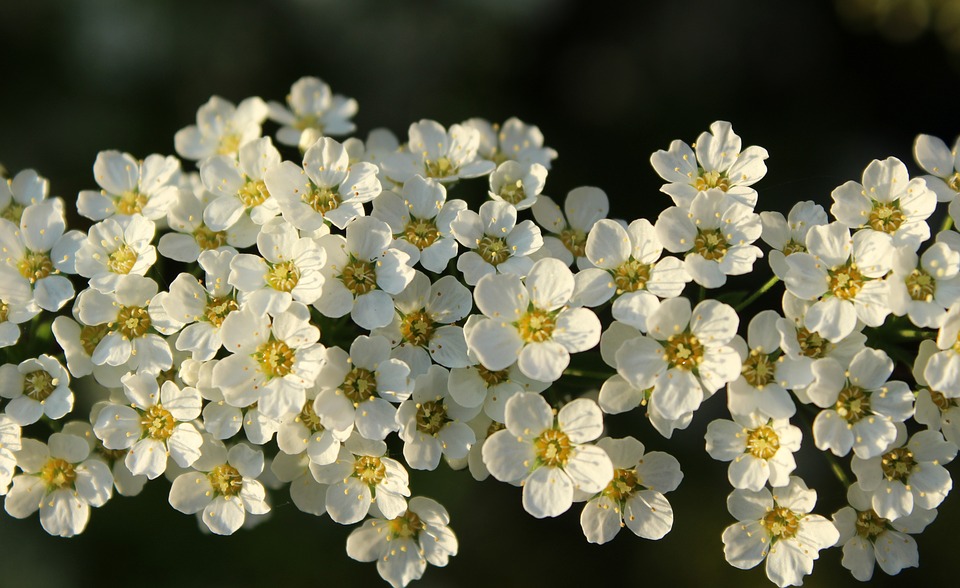 El arte de curar mediante la fuerza curativa de la naturaleza.
