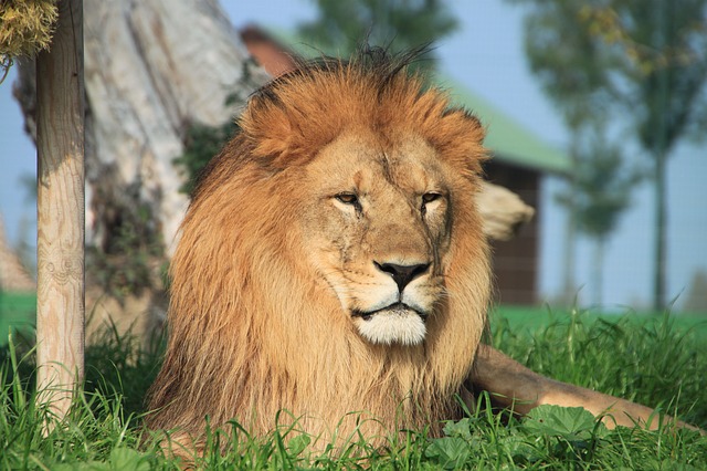 Leo Leo