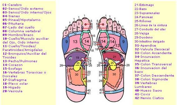 Mapa reflexológico de la planta del pie